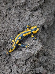 Large salamander in yellow and black on the brown earth in the garden