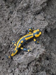 Large salamander in yellow and black on the brown earth in the garden