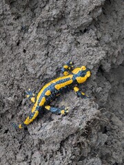 Large salamander in yellow and black on the brown earth in the garden