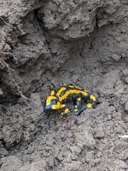 Large salamander in yellow and black on the brown earth in the garden