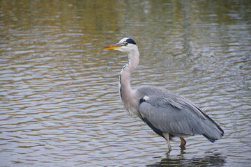 Close-up of grey heron standing in shallow water searching for prey