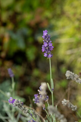 Obraz premium lavendel blume pflanze natur lila