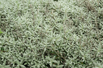 pflanze garten natur