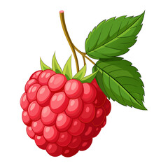 Illustration of a fresh raspberry with leaves