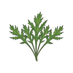 Fototapeta premium Green chrysanthemum leaves isolated on transparent background