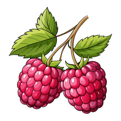 Illustration of two raspberries on a branch with leaves
