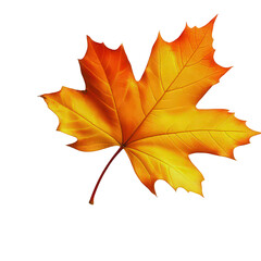 Fototapeta premium Brilliant maple leaf displays warm golden orange and red autumn colors