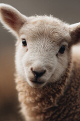 Closeup portrait of a lamb, embodying innocence, springtime, and new beginnings. Perfect for Easter, nature, or heartwarming themes. Evokes feelings of tenderness.