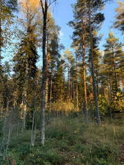 Golden sunlight streams through tall evergreen trees in a dense forest during autumn