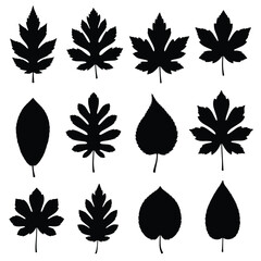 Silhouette Collection of Diverse Leaf Shapes for Design Elements.