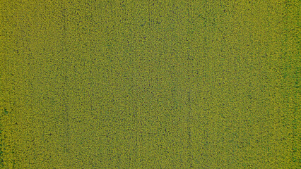 Grüne Landschaft mit einer dichten Vegetation aus Gräsern und Pflanzen