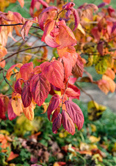 colorful fall leaves spiraea macrophylla