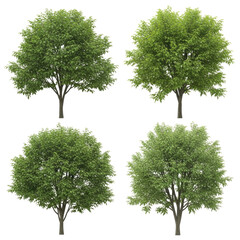 Four leafy green trees with detailed branches isolated on a black background