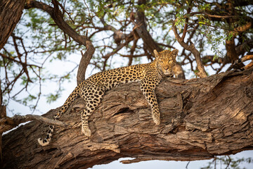 Leopard (Panthera Pardus) sprawled out on the branch of a a tree in Savuti, chobe national park,...