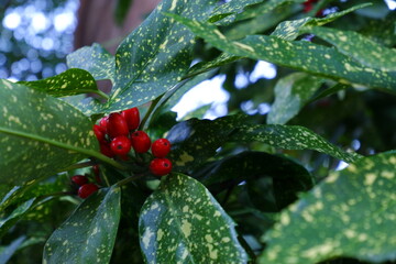 A cluster of bright red berries on a bush with spotted green leaves