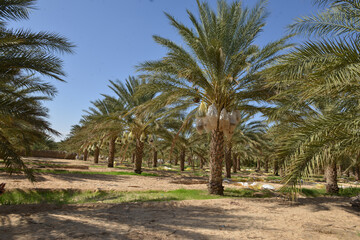 Obraz premium Tunisian date palm trees in desert plantation