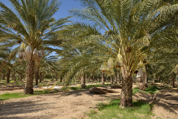 Tunisian date palm trees in desert plantation