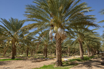 Tunisian date palm trees in desert plantation