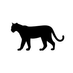 Fototapeta premium Black silhouette of a large cat prowling stealthily against white background