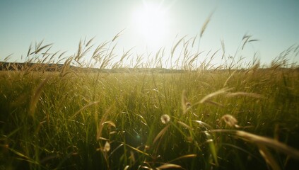 Fototapeta premium Swaying tall grass stalks shimmering in open rural meadow, with sun glowing and lens flare