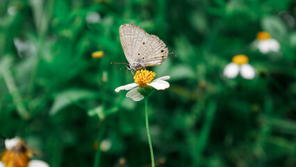 Butterfly on White Wildflower with Green Nature Background