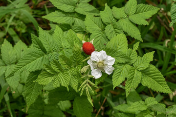 organic, agriculture, fruit, wild strawberries, healthy food, wildlife, nature, green, macro, gardening, plant, background, closeup, natural, strawberries, red, edible, healthy, invasion, vermin, ripe