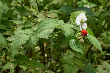 organic, agriculture, fruit, wild strawberries, healthy food, wildlife, nature, green, macro, gardening, plant, background, closeup, natural, strawberries, red, edible, healthy, invasion, vermin, ripe