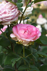 Beautiful pink rose flower closeup in garden, A very beautiful pink yellow rose flower bloomed on the rose tree, Rose flower closeup, bloom flowers, Natural spring flower floral background