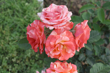 Beautiful pink rose flower closeup in garden, A very beautiful pink yellow rose flower bloomed on the rose tree, Rose flower closeup, bloom flowers, Natural spring flower floral background