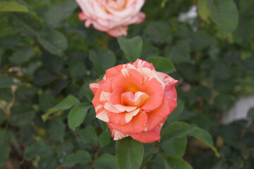 Beautiful pink rose flower closeup in garden, A very beautiful pink yellow rose flower bloomed on the rose tree, Rose flower closeup, bloom flowers, Natural spring flower floral background