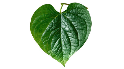 Obraz premium Green betel leaf arranged in delicate heart shape symbolizing freshness nature and traditional culture isolated on white background 