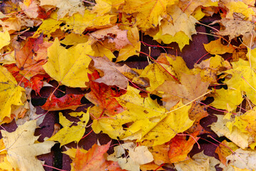 Autumn leaves completely covering ground in park close-up.