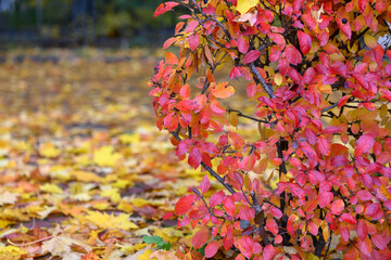 Autumn bush with red leaves against yellow foliage natural background.