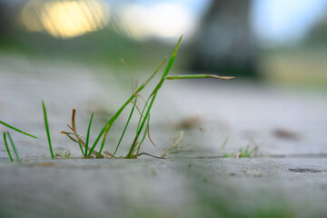 Several green grass blades growing from ground crack blurred background.