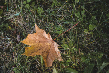 Single golden maple autumn leaf in grass.