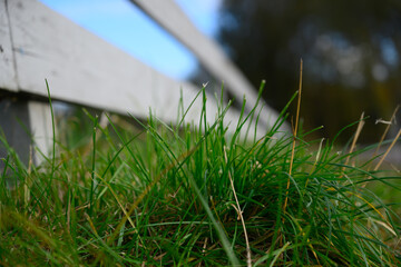 Clump of green grass near white fence in meadow.