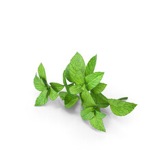 mint sprigs, isolated on transparent background, PNG