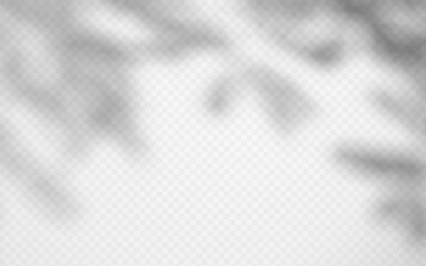 Obraz premium Soft shadow overlay abstract tree leaves on transparent background. Delicate shade from foliage on wall.