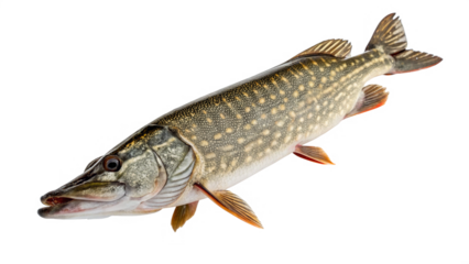 pike fish  isolated on transparent background