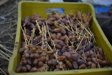 Traditional Date Harvest in Tunisia