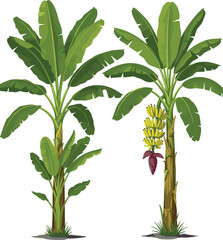 Two banana trees with green leaves and yellow fruit bunches, tropical plant illustration, exotic garden design, vector art, summer harvest theme, healthy food symbol, farm agriculture concept, nature  © Liza