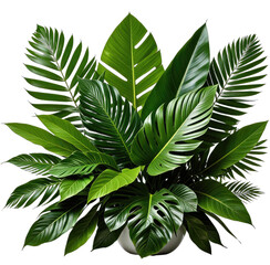 Lush tropical arrangement of various vibrant green leaves in a white planter