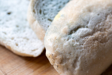 a slice of white bread covered with green mold, spoiled expired food