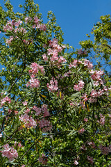 Obraz premium Vibrant bush oleander bursting with clusters of delicate pink and white flowers, set against backdrop of lush green leaves and clear blue sky. Nature concept for design