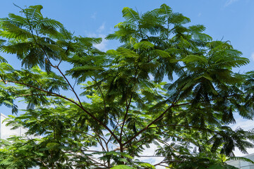 Rare tree, Delonix regia (Flamboyant or Royal Poinciana tree) grows in Krasnodar's city park (or 