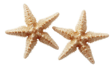 Two light beige starfish, close-up, top view