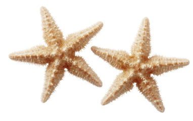 Two light beige starfish, close-up, top view