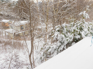 木々に降り積もった雪