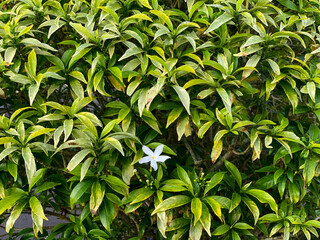 green leaves background