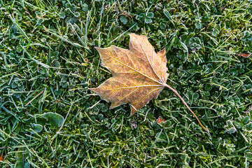 Bright yellow maple leaf covered with frost lies on green grass. Detailed autumn nature scene showing first cold snap and seasonal shift.